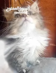  2 قطط سكوتش فولد مكس (( ليس تبني ))
