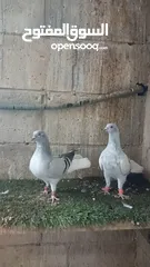  4 نوريه زرقا لبنيه ذنب كركند