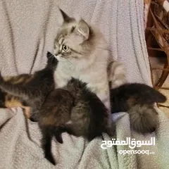  4 6 قطط للبيع الام وأطفالها عمر الام سنه وشهرين والأطفال شهر ونصف
