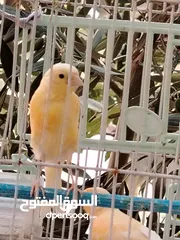  4 طيور كناري