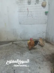  1 دجاج سيرامة