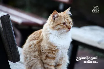  2 كاميرا Canon 5D Mark II مع عدسة زوم بسعر مغري!