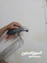  2 بغبغاء كاسكو