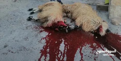  1 بسم الله جزار لذبح جميع الأضاحي عبور خرفان نعاج جدي
