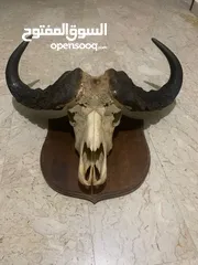  1 African buffalo skull راس جاموس افريقي