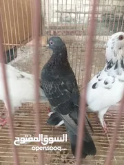  5 مجموعة حمام