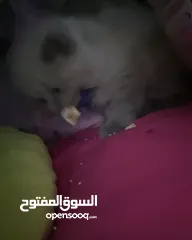  14 قطة أنثى (كتنز )نوع هملايا للبيع