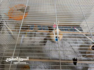  2 8 Beautiful and Healthy Zebra Finches with Large Spacious Cage Full Set for Sale :)