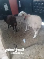  2 عبر ثنتين ماشاء الله عليهن