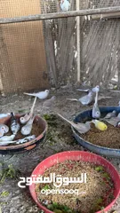  16 Dove bird pigeon دوف مكس للمهتمين للتربية منتج