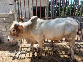  1 live somali cows