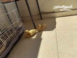  2 بط عدد 2للبيع عمر شهر