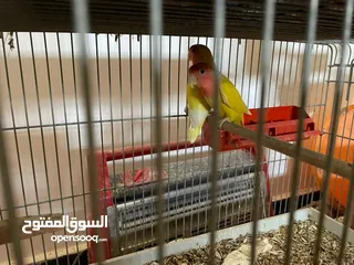  2 كوبيه مدحيه دحيتن تو تحتها ببغاء وانثى. اوبلاين لفه حمره ذكر فيس احمر عين حمره اللهيبارك السعر 250