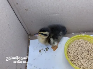  1 بطة صغيره مدجنه للبيع مثاليه للتربية و الهواية صحتها ممتازه و نظامها الغذائي الصحي و متوازن متو