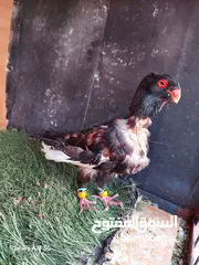  3 مسود اسود +طيرة يهودية سودة بسعر حرق