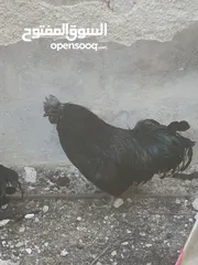  11 ديوك لمبرجيني و صيصان صحة و نظافة  بلدي للبيع