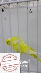  2 سعر حرققققق