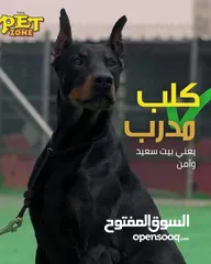  10 حمم كلبك بهالصيف
