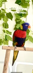  2 Parrot Lory rainbow