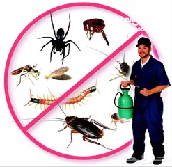  3 شركه رش مبيدات الحشرات مكافحة الحشرات نهائيا مع الضمان