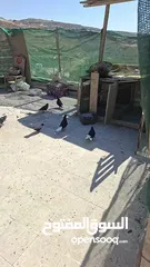  3 يا غانمين هذول 8حمامات ادفع بحق الله وشيل