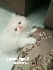  1 قط بيرشن من فضلك اقرأ الوصف