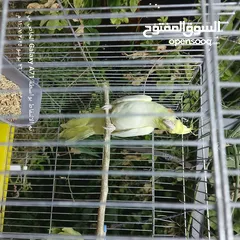  5 كوكتيل للبيع