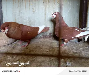  7 للبيع جواز منتجة
