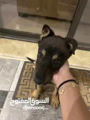  1 mix german shepherd and rottweiler 4 months old جرمن تشبير مكس روت ويلير العمر أربع شهور