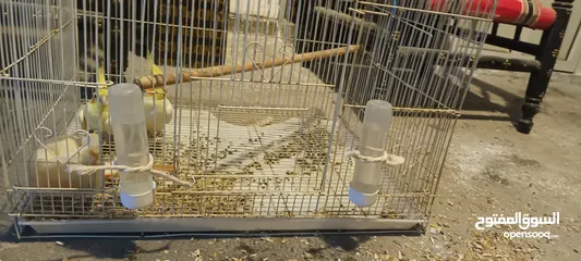  2 للبيع زوج طيور كوكتيل لاتينو بالصحه ممتازه ومنتجين المواصفات في الوصف