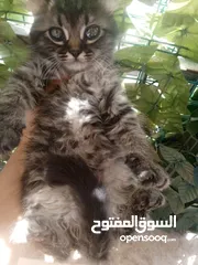  20 همالايا مكس شانشيلا