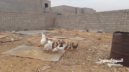  5 دجاج عربي للبيع