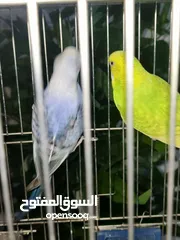  2 طائران من طيور الحب ( البادجي ) عرض جديد