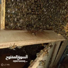  3 لبيع النحل البلدي مضمون 100 ٪