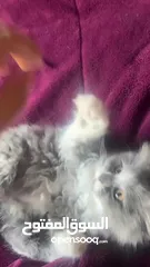  4 لونا النوع شيرازي هملايا انثى عمر شهرين