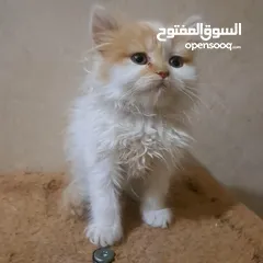  4 تبَارك الرَحْمٰن ..... كِتنز بيرشن همالايا حلويات فخمة مستوى عالي للحجز لحين الفطام التفاصيل بالوصف.
