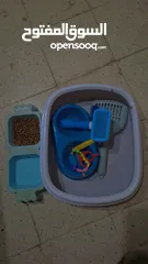  3 قطه سيامي شوكليت للبيع مع أغراضها
