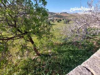  11 ارض للبيع في منطقة صروت بيرين بالقرب من شفا بدران