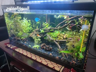  7 حوض نباتات اجنبي كريستال اكوائيل تحفه فنيه
