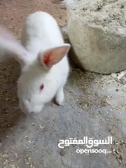  1 ارنب فرنسي
