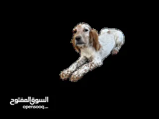  4 انجلش سيتر بسعر مغري