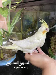  10 Hand feeding albino, Lution and Grey, pearl and whiteface Cockatiel chicks ready for a new owners