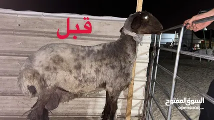  2 هرمون الاكواجين النادر لتسمين المواشي والخيول والكلاب