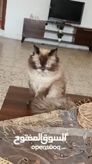  4 قطين هيملايا للبيع بسعب ممميز