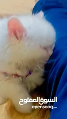  12 بسه شيرازيه للبيع عمرها تقريبا شهر