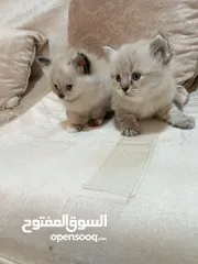  5 قطط للبيع ..