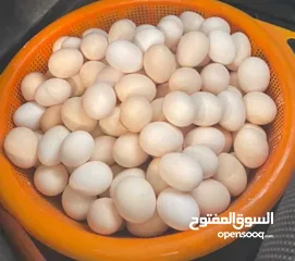  1 بيض عماني للبيع ممتاز