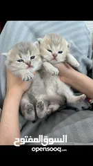  1 Golden British shorthair lilac