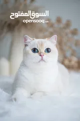  15 Scottish British shorthair longhair kittens British shorthair Scottish fold kittens Scottish