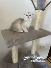  18 سكوتش تريبل فولد وستريت
